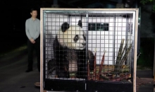 促进全球生物多样性保护 大熊猫“荷风”“兰韵”启程赴奥地利